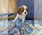 Small Photo #4 Cavalier King Charles Spaniel Puppy For Sale in CONCORD, CA, USA