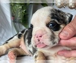 Small Photo #2 English Bulldog Puppy For Sale in BOSTON, MA, USA