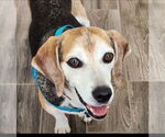 Small Beagle