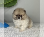 Small Photo #3 Pomeranian Puppy For Sale in FRANKLIN, IN, USA