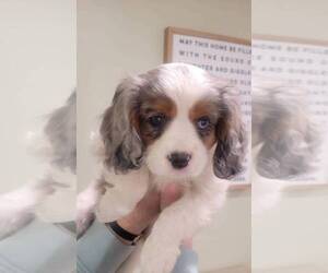 Cavalier King Charles Spaniel-Miniature Australian Shepherd Mix Puppy for sale in LEBANON, OR, USA
