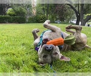 American Pit Bull Terrier Dogs for adoption in Pasadena, CA, USA