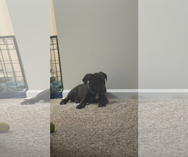 Medium Photo #2 American Staffordshire Terrier-Unknown Mix Puppy For Sale in Holly Springs, NC, USA