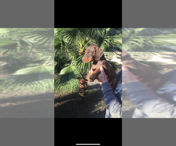 Medium Photo #20 Doberman Pinscher Puppy For Sale in LIVINGSTON, LA, USA