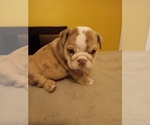 Puppy Asia Puppy 5 English Bulldog