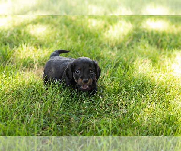 Medium Photo #5 Dachshund Puppy For Sale in NAPPANEE, IN, USA