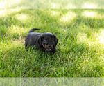 Small #4 Dachshund