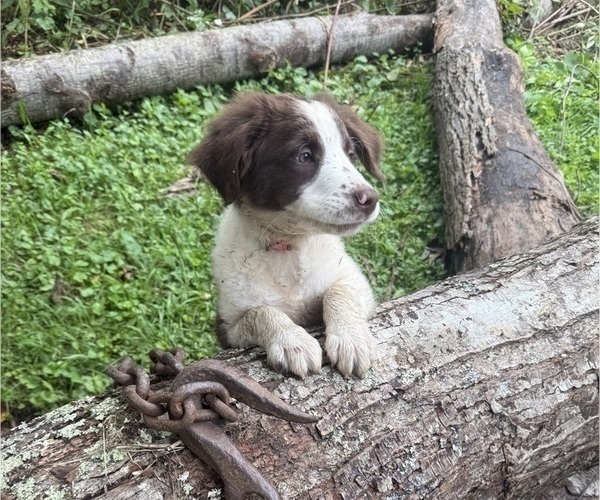 Medium Photo #79 Borador Puppy For Sale in MARION, VA, USA