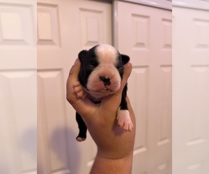 Boston Terrier Puppy for sale in LONG BEACH, CA, USA