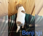 Small Photo #5 Jack Russell Terrier Puppy For Sale in CANNON FALLS, MN, USA
