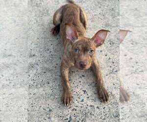 American Staffordshire Terrier-Unknown Mix Dogs for adoption in Holly Springs, NC, USA