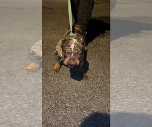 Father of the American Bully puppies born on 03/14/2025