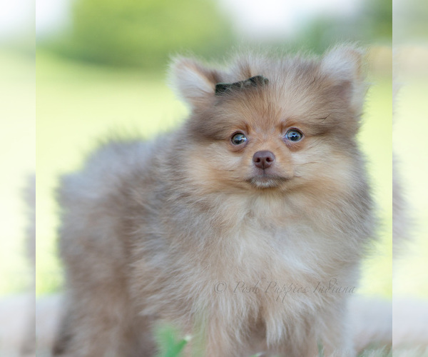 Medium Photo #2 Pomeranian Puppy For Sale in WARSAW, IN, USA