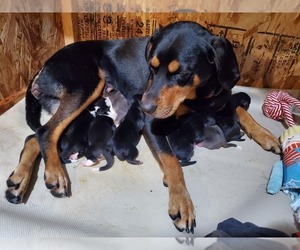 Mother of the Australian Shepherd-English Coonhound Mix puppies born on 12/28/2022
