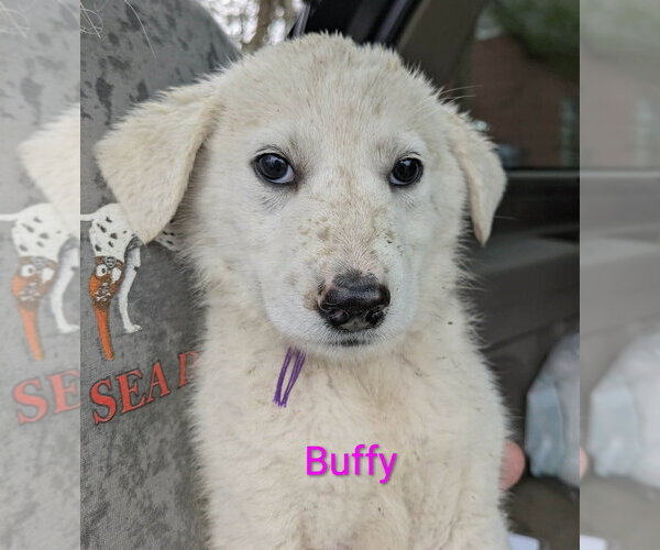 Medium Photo #1 Golden Pyrenees Puppy For Sale in Aurora, IN, USA