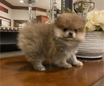 Small Photo #1 Pomeranian Puppy For Sale in ANTELOPE, CA, USA