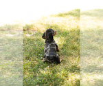 Small #3 Dachshund
