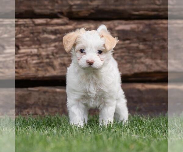 Medium Photo #3 Maltipoo (Miniature) Puppy For Sale in San Diego, CA, USA