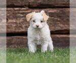 Small #2 Maltipoo (Miniature)