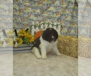 Newfypoo Puppy for sale in CHANUTE, KS, USA