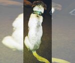 Small Photo #3 Labrador Retriever-Unknown Mix Puppy For Sale in Frankston, TX, USA