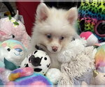 Small #1 Pomeranian