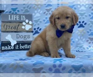 Golden Retriever Puppy for sale in LANCASTER, PA, USA