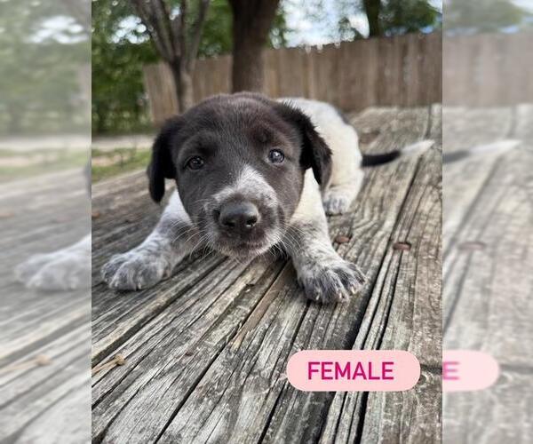 Medium Photo #1 German Shepherd Dog-Unknown Mix Puppy For Sale in San Antonio, TX, USA