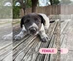 Small German Shepherd Dog Mix