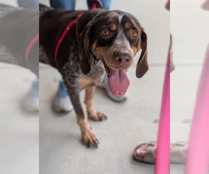 Coonhound Dogs for adoption in Holly Springs, NC, USA