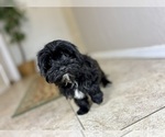 Small #1 Morkie