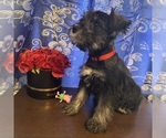 Small #16 Schnauzer (Miniature)