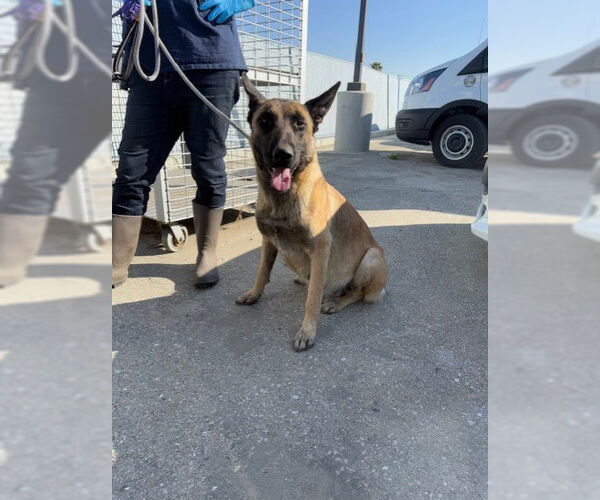Medium Photo #1 German Shepherd Dog Puppy For Sale in Bakersfield, CA, USA