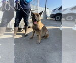 Small German Shepherd Dog