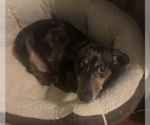 Small Dachshund Mix