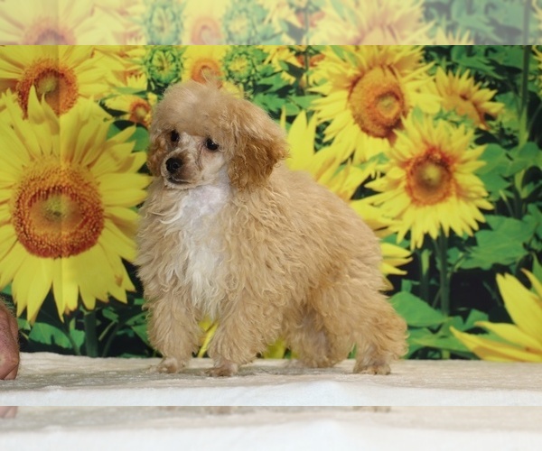 Medium Photo #11 Poodle (Toy) Puppy For Sale in DYERSBURG, TN, USA