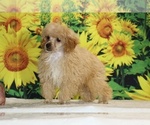 Pretzel - Male Poodle (Toy) Puppy for Sale - Photo #11