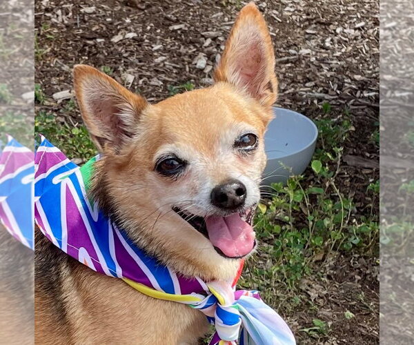 Medium Photo #24 Chihuahua-Unknown Mix Puppy For Sale in Canton, CT, USA