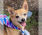 Small #23 Chihuahua Mix