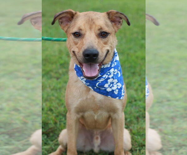 Medium Photo #4 American Pit Bull Terrier-Golden Retriever Mix Puppy For Sale in Cookeville, TN, USA