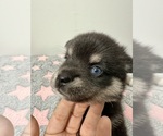 Small #6 Pomsky-Shiba Inu Mix