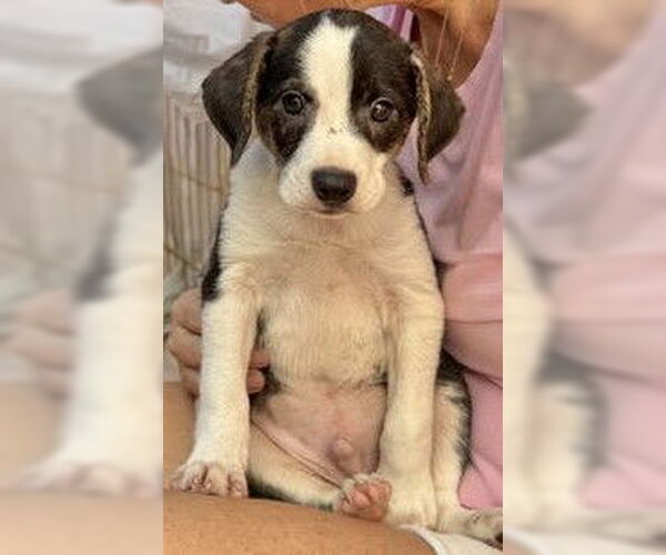 Medium Photo #3 Lab-Rat Terrier Puppy For Sale in Sanford, FL, USA