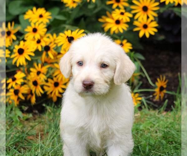 Medium Photo #2 Labradoodle Puppy For Sale in LEBANON, PA, USA