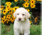 Small Photo #2 Labradoodle Puppy For Sale in LEBANON, PA, USA