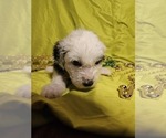 Small Photo #25 Sheepadoodle Puppy For Sale in THORNDALE, TX, USA