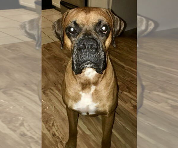 Medium Photo #2 Boxer Puppy For Sale in Austin, TX, USA