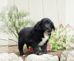 Small Photo #2 Australian Retriever Puppy For Sale in BRISTOL, IN, USA