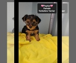 Small #2 Yorkshire Terrier