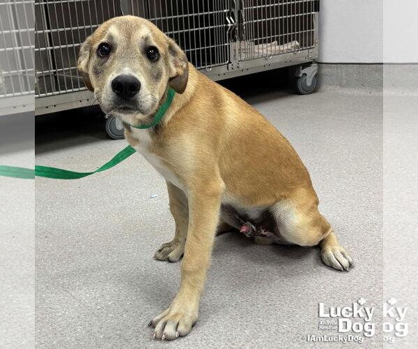 Medium Photo #1 Mutt Puppy For Sale in Washington, DC, USA