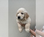 Small #1 Golden Retriever